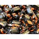 Condorelli - Ricoperti di Cioccolato Fondente 70% - 100g