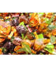 (250g) Venchi - Gelatine Polpe di Frutta Assortite