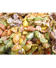 Baratti & Milano - Classica Barattina - Assortite : Formato - 250 grammi