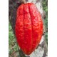 Maglio - Uovo Fondente 100% Cacao Criollo - Cuyagua - 180g