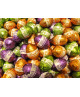 Lindt - Ovetti Assortiti Ripieni - 500g - Pistacchio, Mandorla, Amaretto