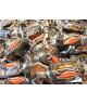 Condorelli - Covered Coffee : Size - 100 gr