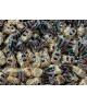 Venchi - Nougatine : Size - 100 gr