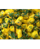 Baratti - Ripiene al Limoncello